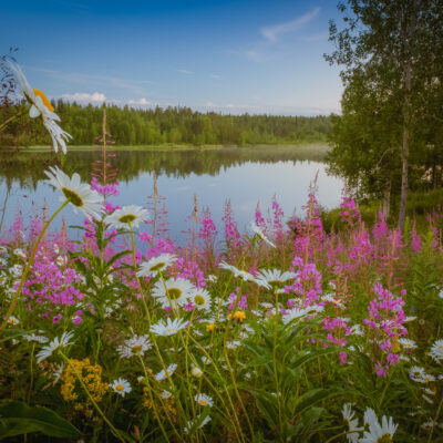 Blooming meadow on shore of lake